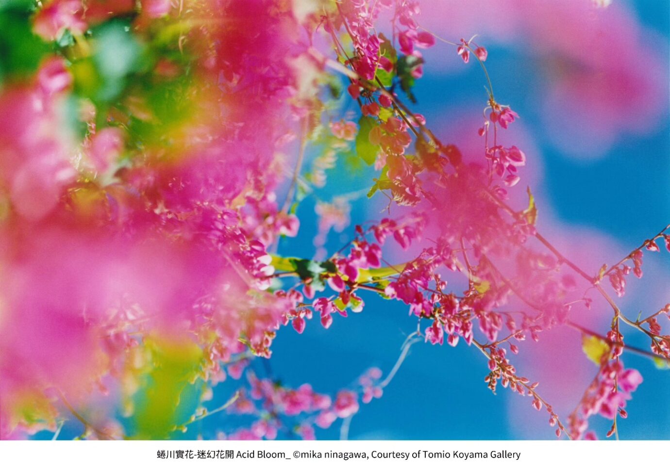 屏東展覽 當繁花盛開 日本當代藝術展